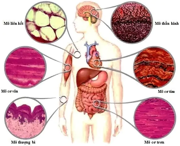 CHƯƠNG I. KHÁI QUÁT VỀ CƠ THỂ NGƯỜI