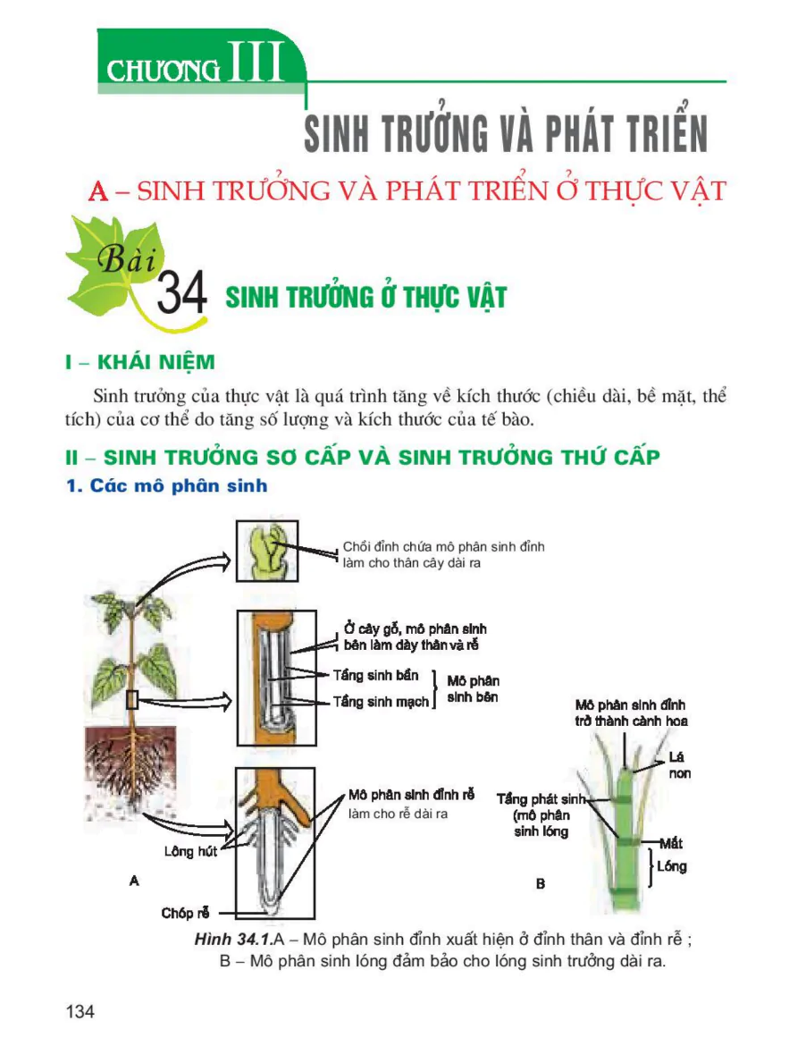 Chương III: Sinh Trưởng Và Phát Triển