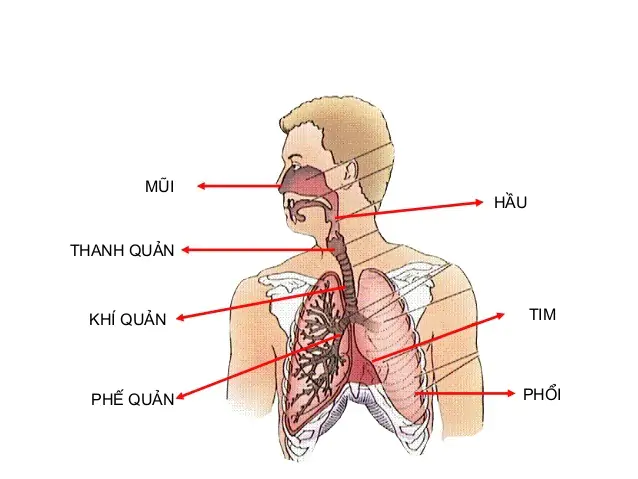 CHƯƠNG IV. HÔ HẤP