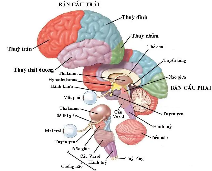 CHƯƠNG IX. THẦN KINH VÀ GIÁC QUAN