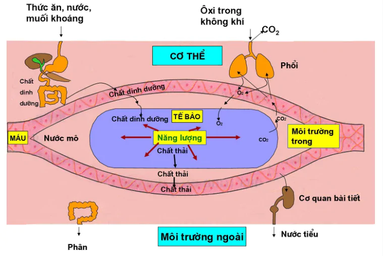 CHƯƠNG VI. TRAO ĐỔI CHẤT VÀ NĂNG LƯỢNG