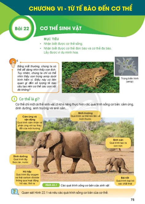 Chương VI - TỪ TẾ BÀO ĐẾN CƠ THỂ