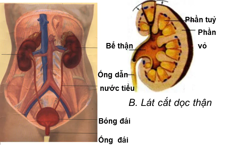 CHƯƠNG VII. BÀI TIẾT