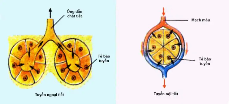 CHƯƠNG X. NỘI TIẾT