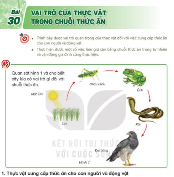Bài 30: Vai Trò Của Thực Vật Trong Chuỗi Thức Ăn