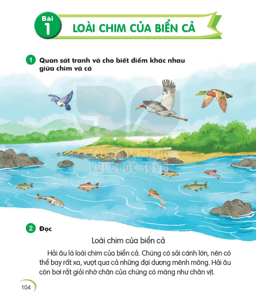 Bài 1: Loài Chim Của Biển Cả