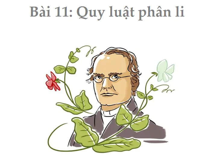 Bài 11: Quy luật phân li