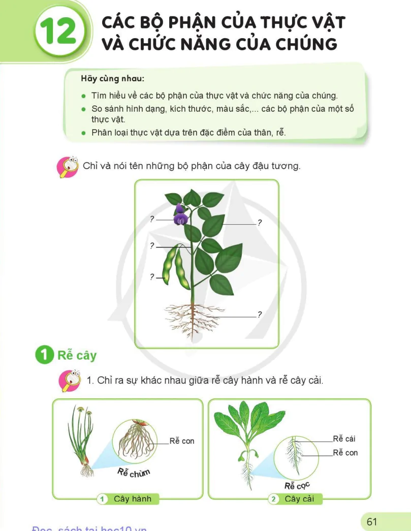 Bài 12: Các Bộ Phận Của Thực Vật Và Chức Năng Của Chúng