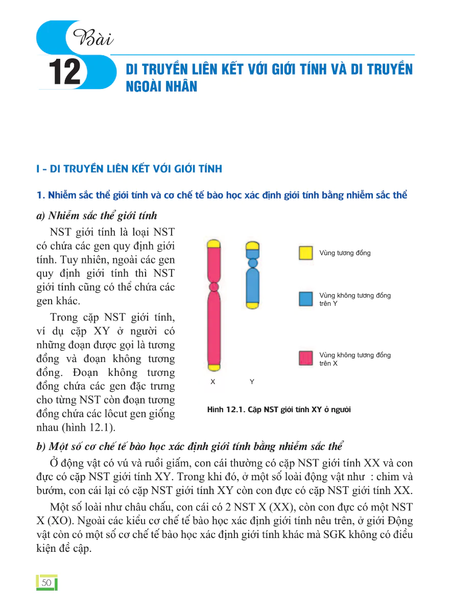 Bài 12: Di Truyền Liên Kết Với Giới Tính Và Di Truyền Ngoài Nhân