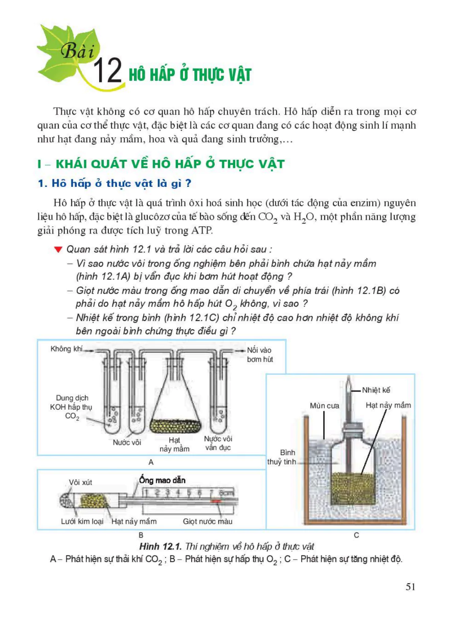 Bài 12: Hô Hấp Ở Thực Vật