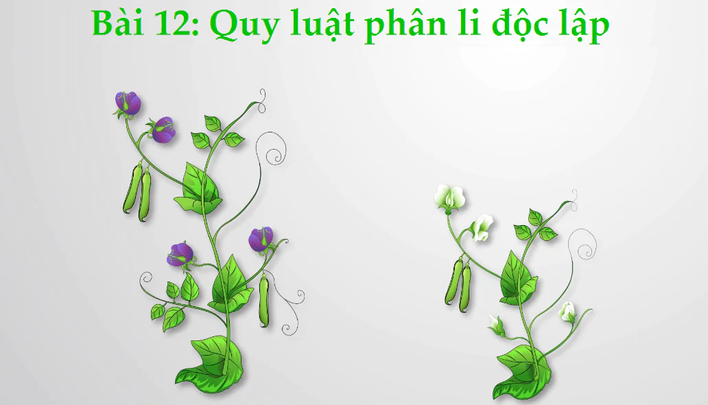 Bài 12: Quy luật phân li độc lập