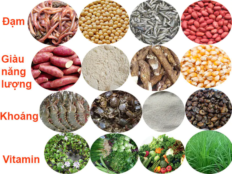 Bài 12. Thức ăn nuôi gà