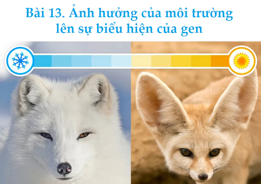 Bài 13. Ảnh hưởng của môi trường lên sự biểu hiện của gen