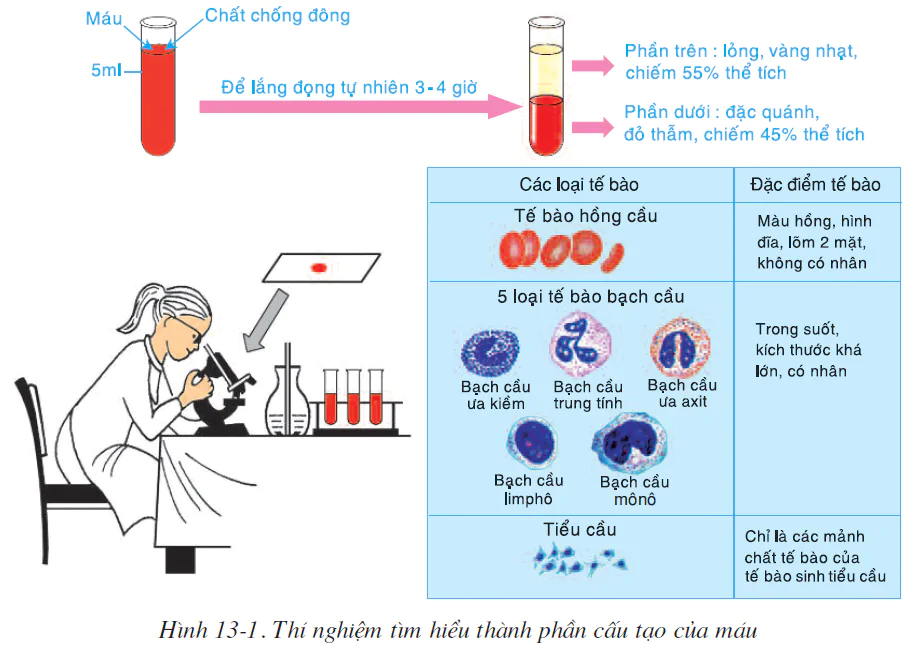 Bài 13. MÁU VÀ MÔI TRƯỜNG TRONG CƠ THỂ