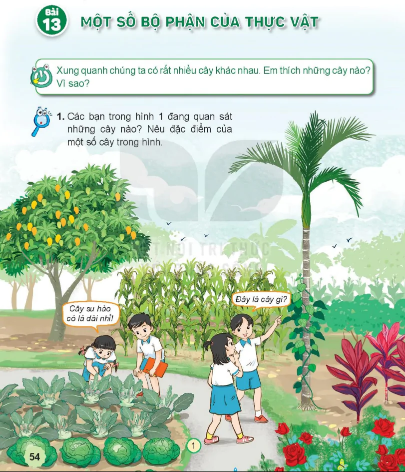 Bài 13: Một Số Bộ Phận Của Thực Vật