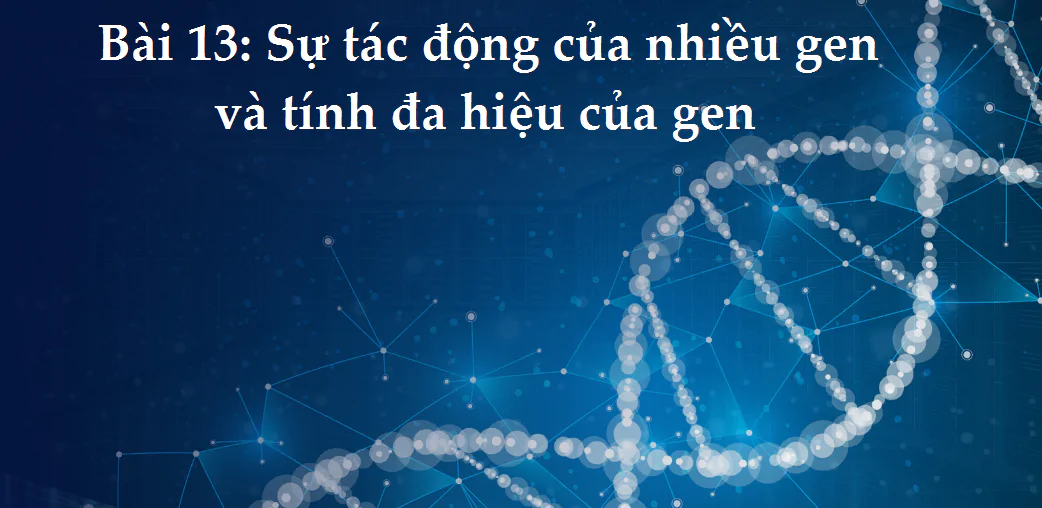 Bài 13: Sự tác động của nhiều gen và tính đa hiệu của gen