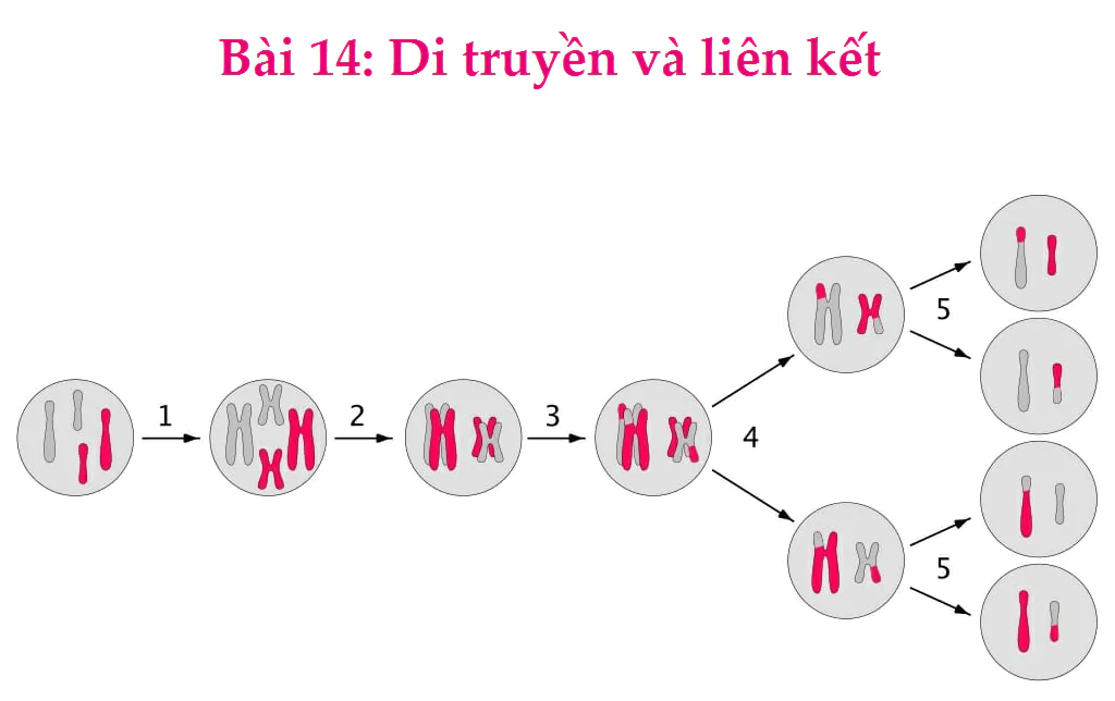 Bài 14: Di truyền và liên kết