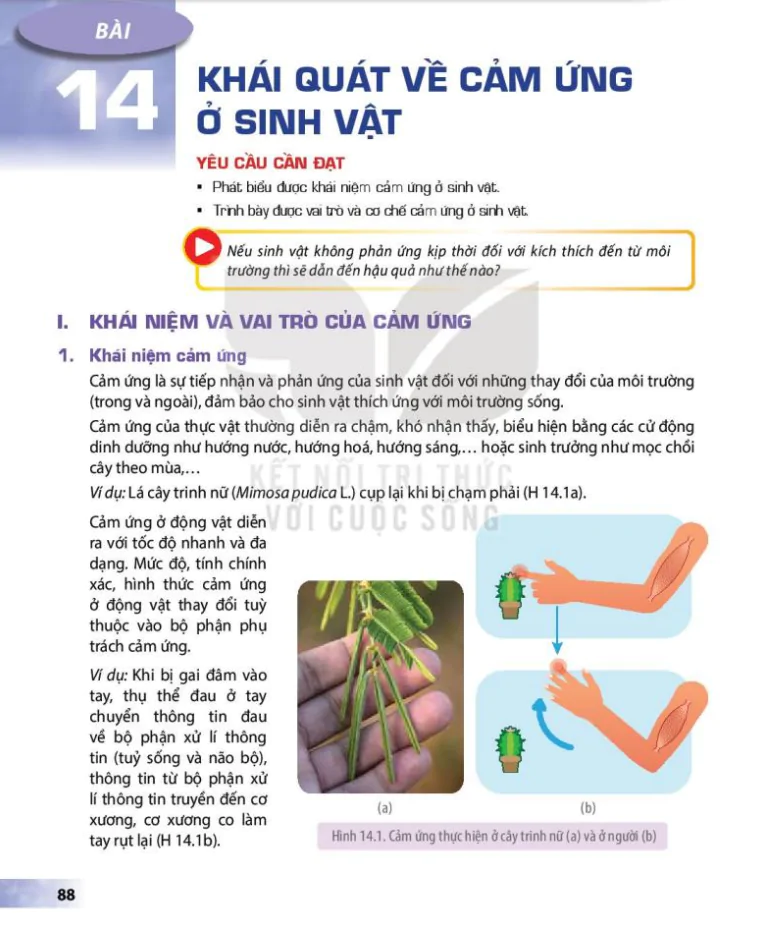 Bài 14: Khái quát về cảm ứng ở sinh vật