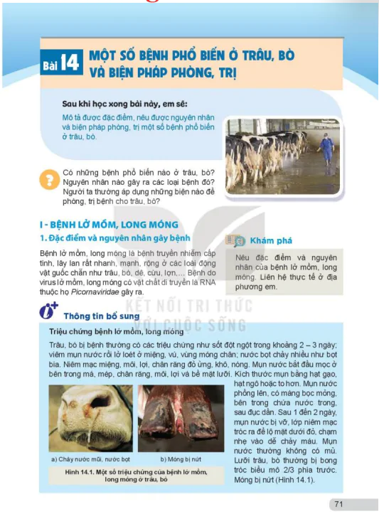 Bài 14: Một số bệnh phổ biến ở trâu, bò và biện pháp phòng, trị