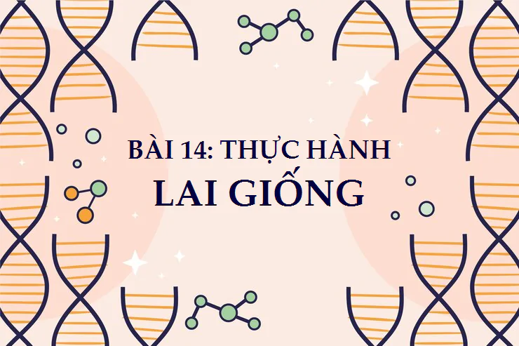 Bài 14. Thực hành: Lai giống