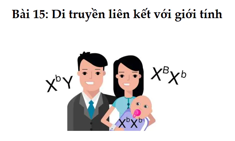 Bài 15: Di truyền liên kết với giới tính