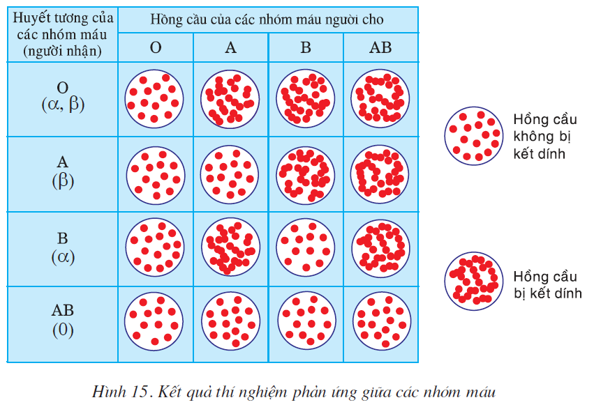 Bài 15. ĐÔNG MÁU VÀ NGUYÊN TẮC TRUYỀN MÁU