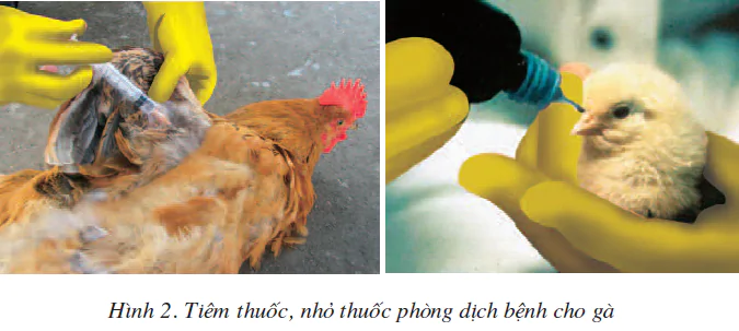 Bài 15. Vệ sinh phòng bệnh cho gà