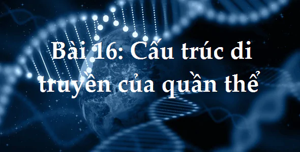 Bài 16: Cấu trúc di truyền của quần thể