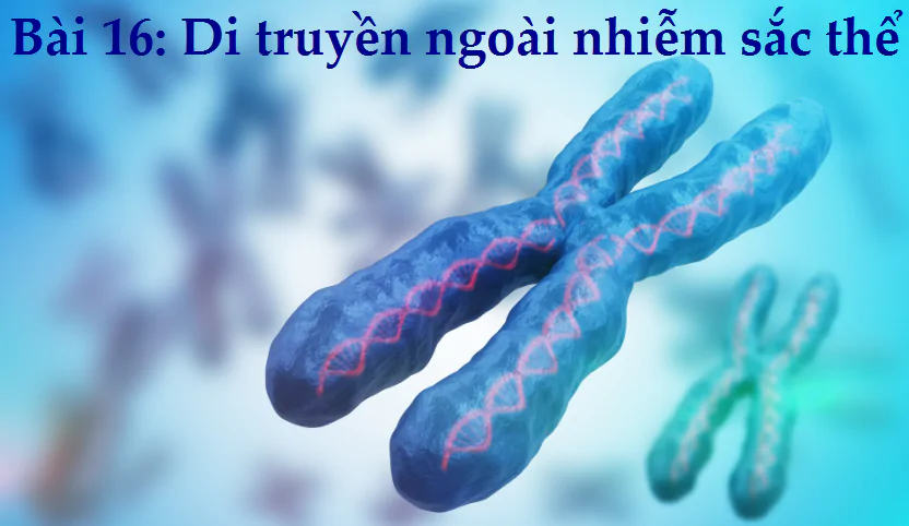 Bài 16: Di truyền ngoài nhiễm sắc thể