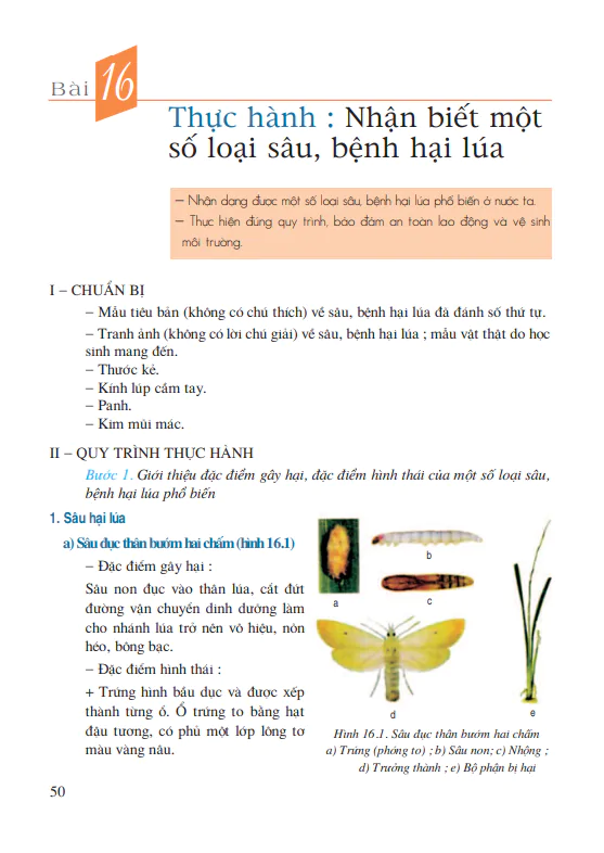 Bài 16: Thực hành: Nhận biết một số loại sâu, bệnh hại lúa