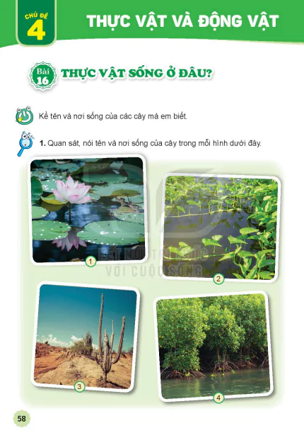 Bài 16: THỰC VẬT SỐNG Ở ĐÂU?