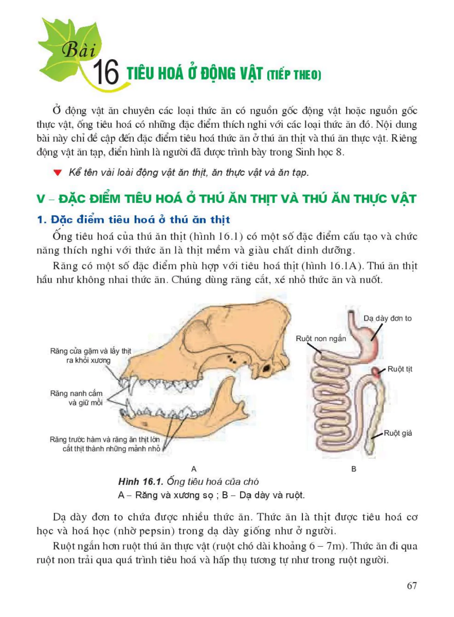 Bài 16: Tiêu Hóa Ở Động Vật (Tiếp theo)