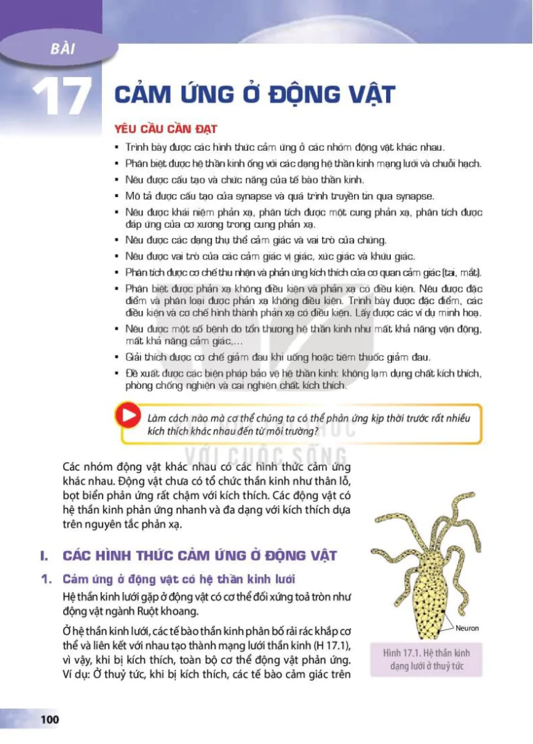 Bài 17: Cảm ứng ở động vật
