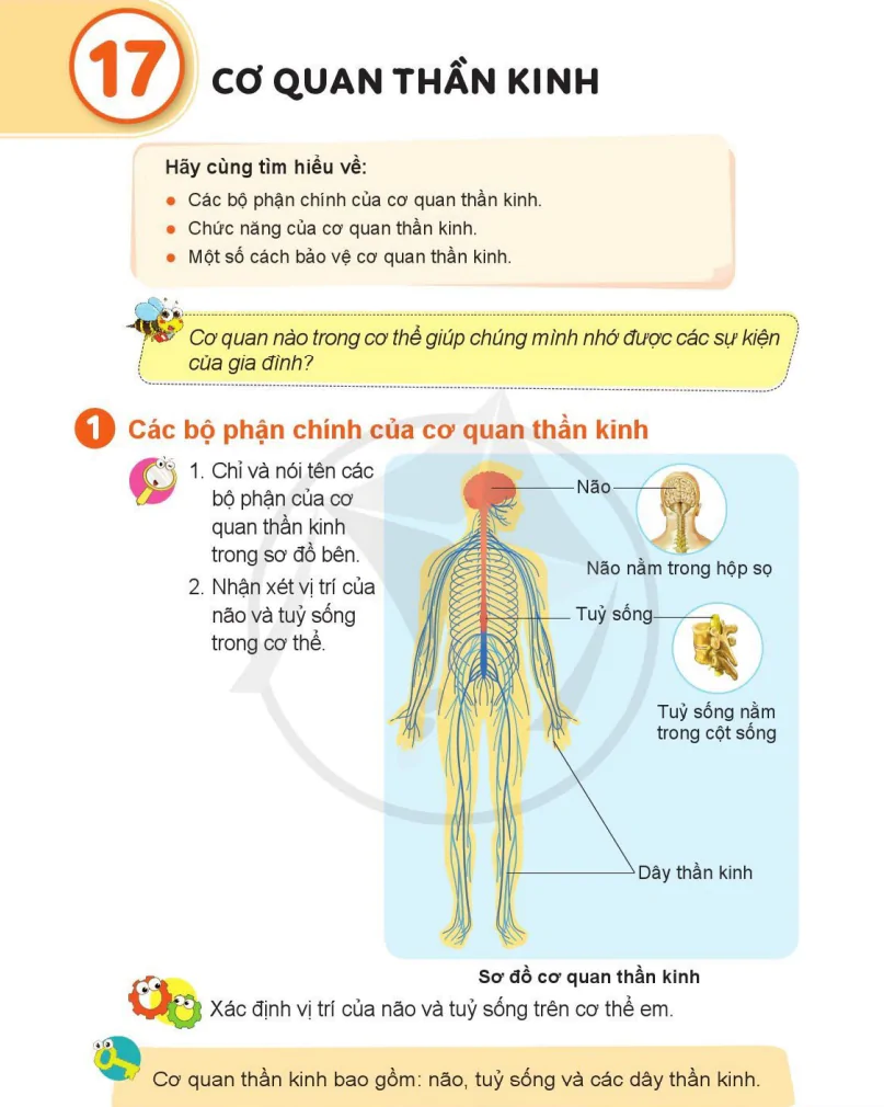 Bài 17: Cơ Quan Thần Kinh