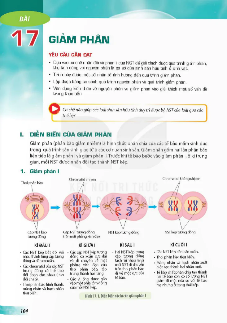 Bài 17: Giảm phân