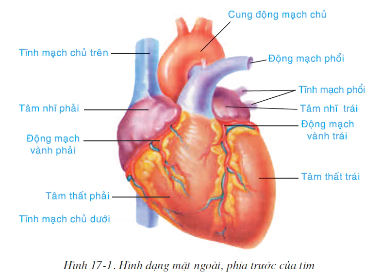 Bài 17. TIM VÀ MẠCH MÁU
