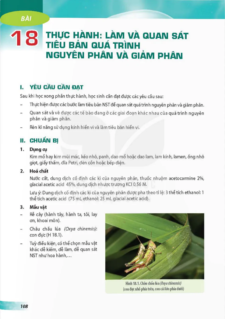 Bài 18: Thực hành làm và quan sát tiêu bản quá trình nguyên phân và giảm phân