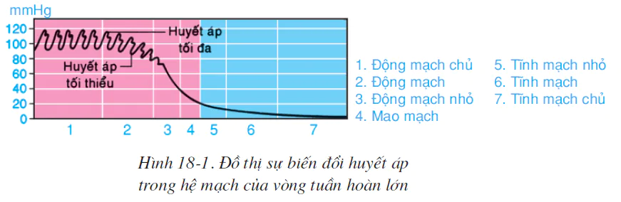 Bài 18. VẬN CHUYỂN MÁU QUA HỆ MẠCH. VỆ SINH HỆ TUẦN HOÀN