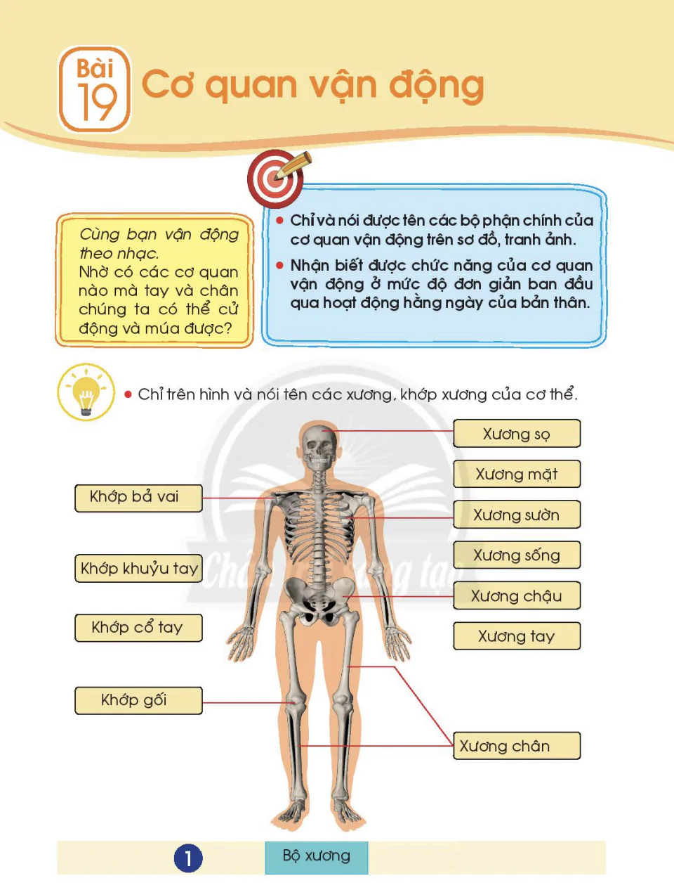 Bài 19: Cơ quan vận động