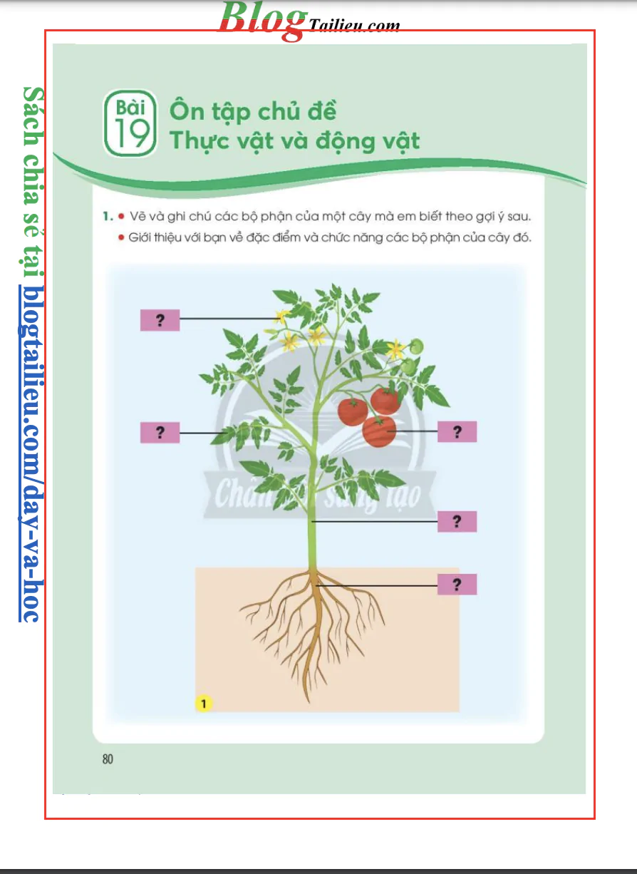 Bài 19: Ôn tập chủ đề Thực vật và động vật 