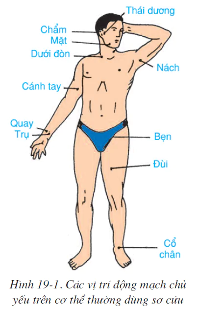 Bài 19. THỰC HÀNH: SƠ CỨU CẦM MÁU