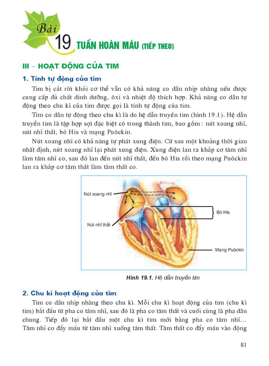 Bài 19: Tuần Hoàn Máu (Tiếp theo)