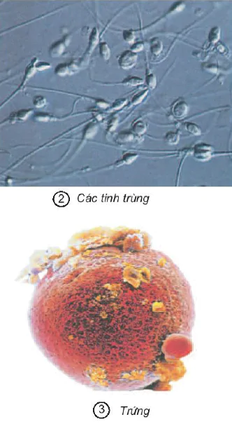 Bài 2 - 3. Nam hay nữ
