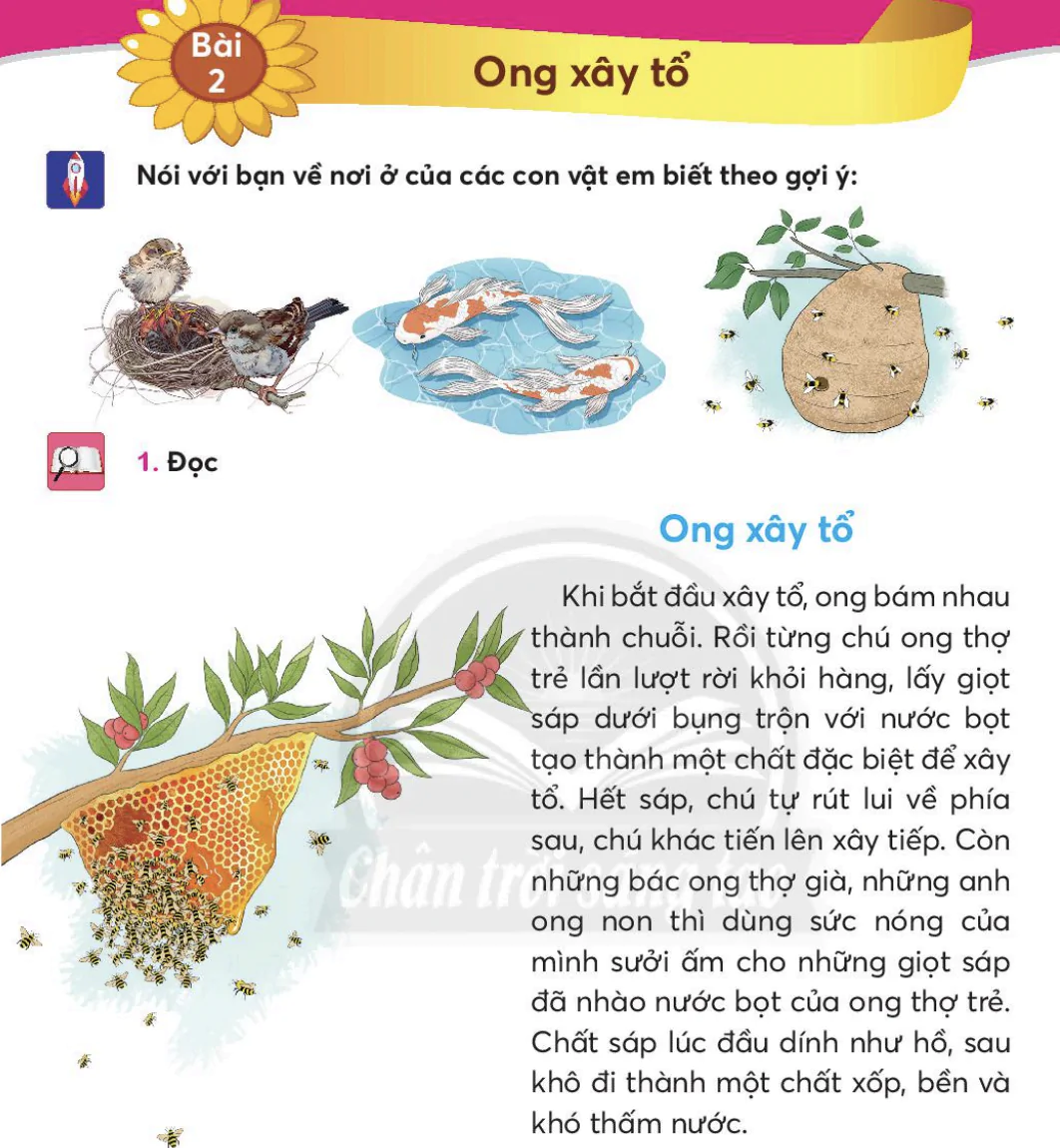 Bài 2: Ong xây tổ