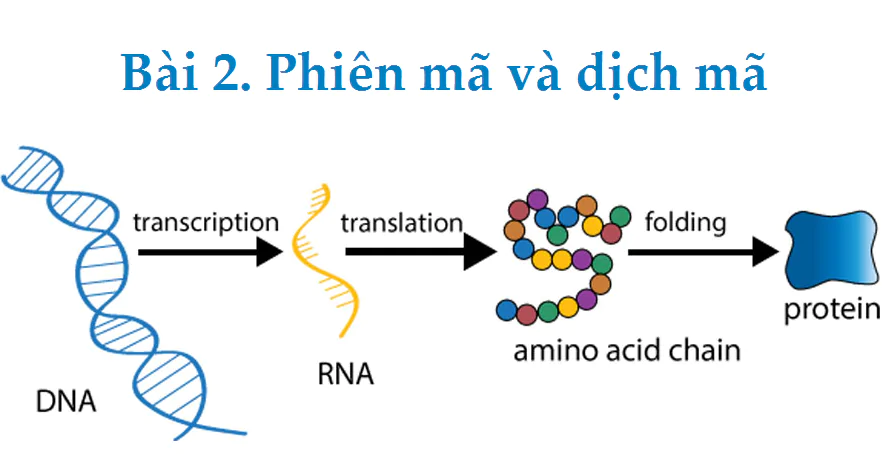Bài 2. Phiên mã và dịch mã