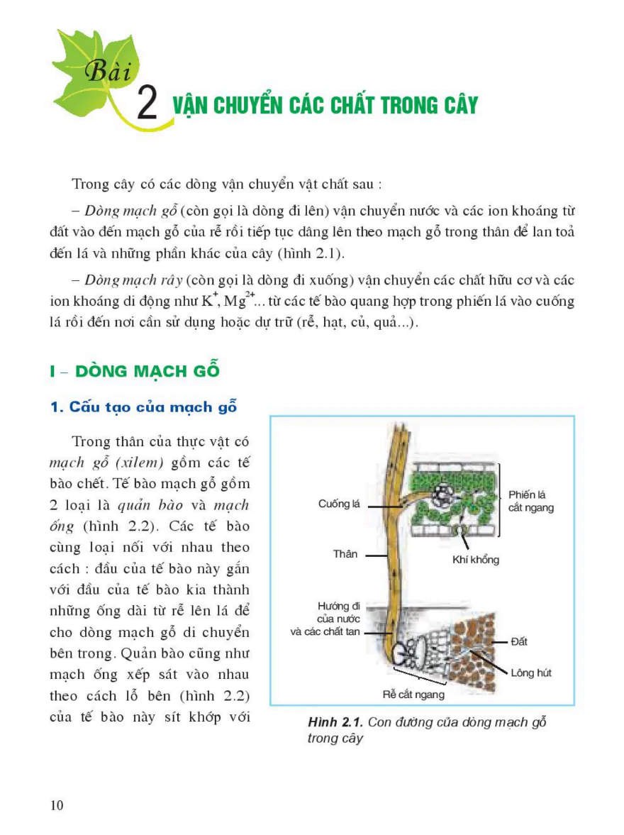 Bài 2: Vận Chuyển Các Chất Trong Cây