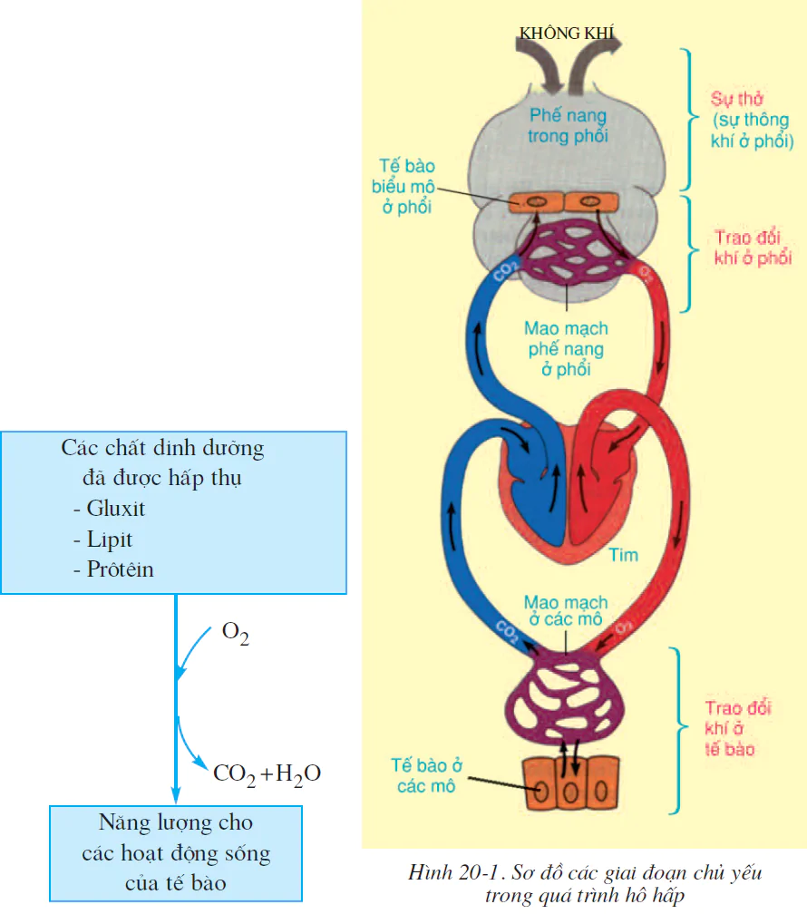 Bài 20. HÔ HẤP VÀ CÁC CƠ QUAN HÔ HẤP