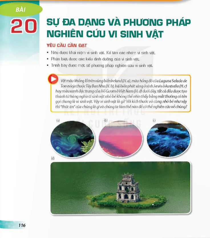 Bài 20: Sự đa dạng và phương pháp nghiên cứu vi sinh vật
