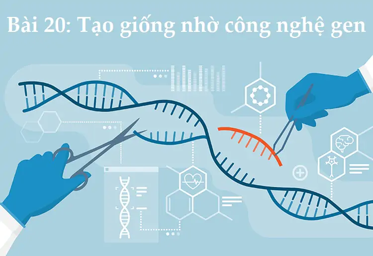 Bài 20: Tạo giống nhờ công nghệ gen