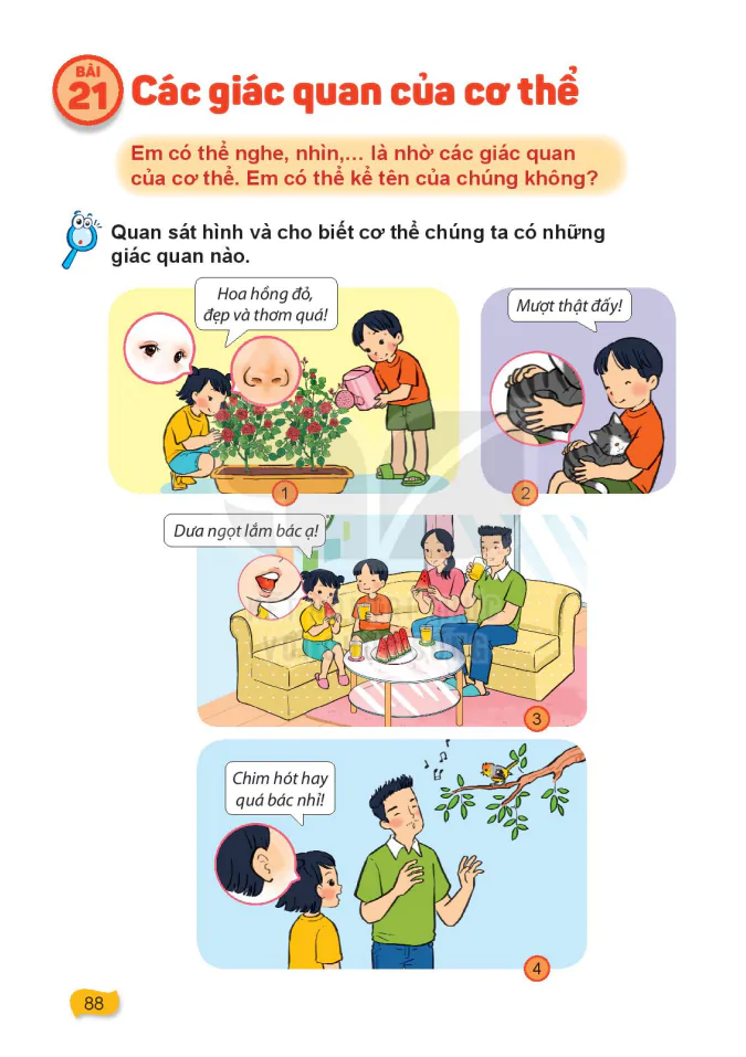 Bài 21: Các Giác Quan Của Cơ Thể